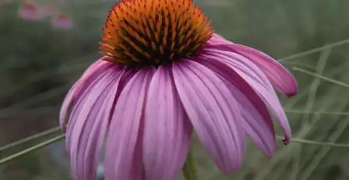 Is Echinacea Purpurea Extract Powder Right for You?